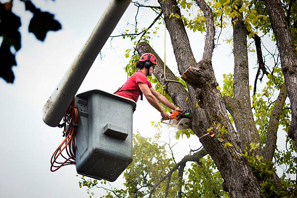 How Our Tree Care Process Works  in  Deans, NJ